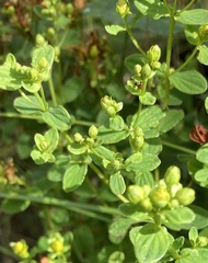 Hypericum tetrapterum