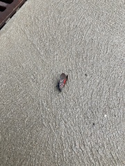 Lycorma delicatula
