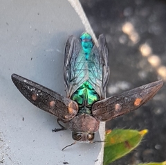 Chrysobothris affinis