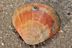 Cyclina sinensis