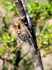 Diceroprocta eugraphica