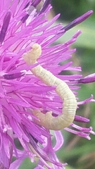Eupithecia centaureata