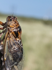 Diceroprocta eugraphica