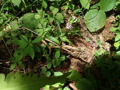 Platanthera psycodes