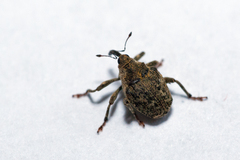 Ceutorhynchus pallidactylus