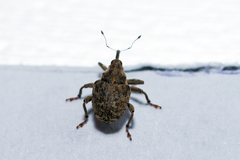 Ceutorhynchus pallidactylus