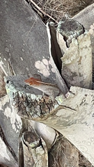 Anolis sagrei