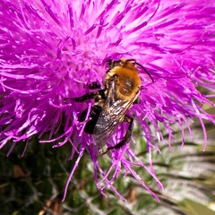 Melissodes desponsus