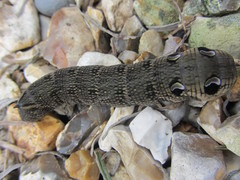 Deilephila elpenor