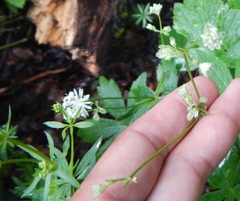 Astrantia carniolica