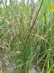 Eleocharis elliptica