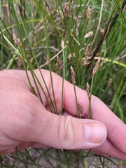 Eleocharis elliptica