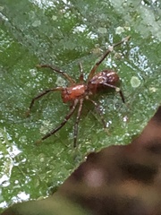 Corinninae