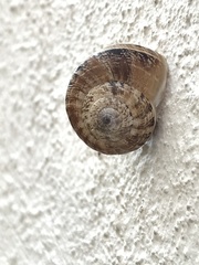 Xerosecta