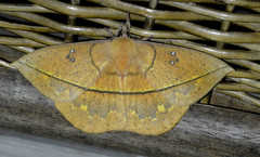 Periga circaustralis