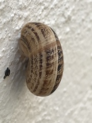 Xerosecta