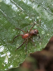 Corinninae