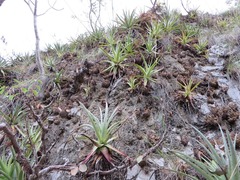 Hechtia laevis