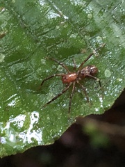 Corinninae