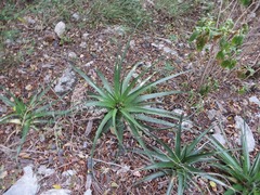Hechtia laevis