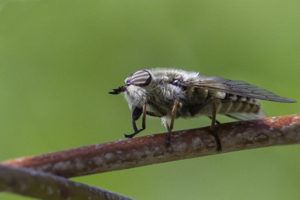 Hybomitra nigricans