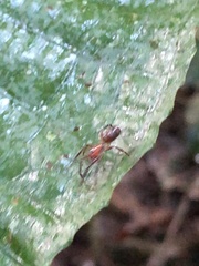 Corinninae