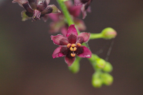 Image of Veratrum schindleri by no rights reserved