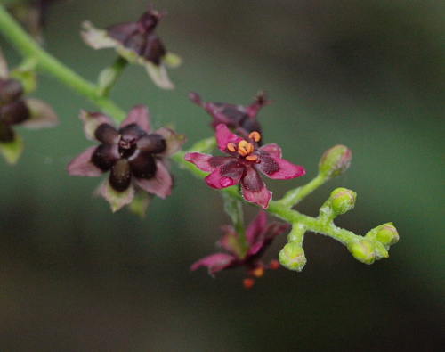 Image of Veratrum schindleri by no rights reserved