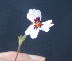 Jamesbrittenia racemosa