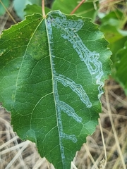 Phyllocnistis labyrinthella