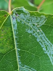 Phyllocnistis labyrinthella