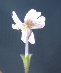Jamesbrittenia racemosa