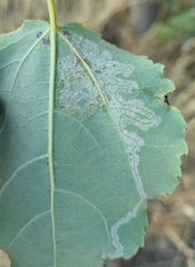 Phyllocnistis labyrinthella