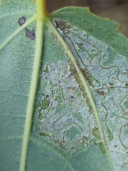 Phyllocnistis labyrinthella