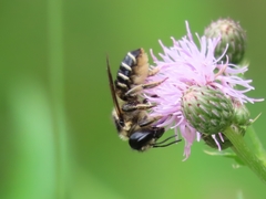 Megachile inermis