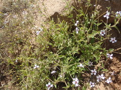 Jamesbrittenia racemosa