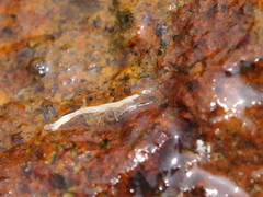 Caprelloidea