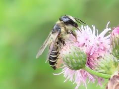 Megachile inermis