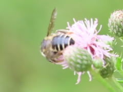 Megachile inermis