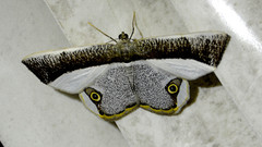 Opisthoxia amabilis