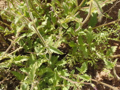 Jamesbrittenia racemosa