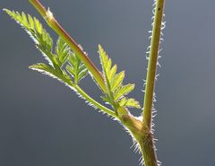 Chaerophyllum villarsii