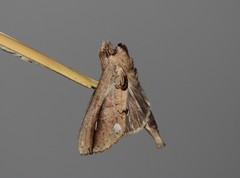 Bardaxima lucilinea