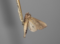 Bardaxima lucilinea