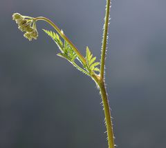 Chaerophyllum villarsii
