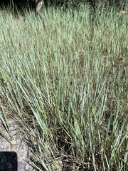 Elymus smithii