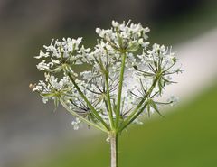 Chaerophyllum villarsii
