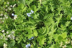 Chaerophyllum villarsii