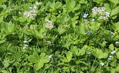 Chaerophyllum villarsii