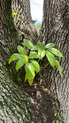 Heptapleurum actinophyllum